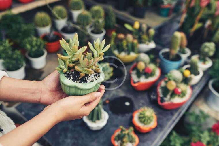 Miniature stands and trays for outdoor plants