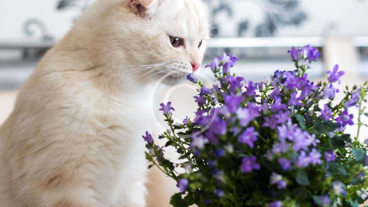 Indoor Plants Safe for Cats